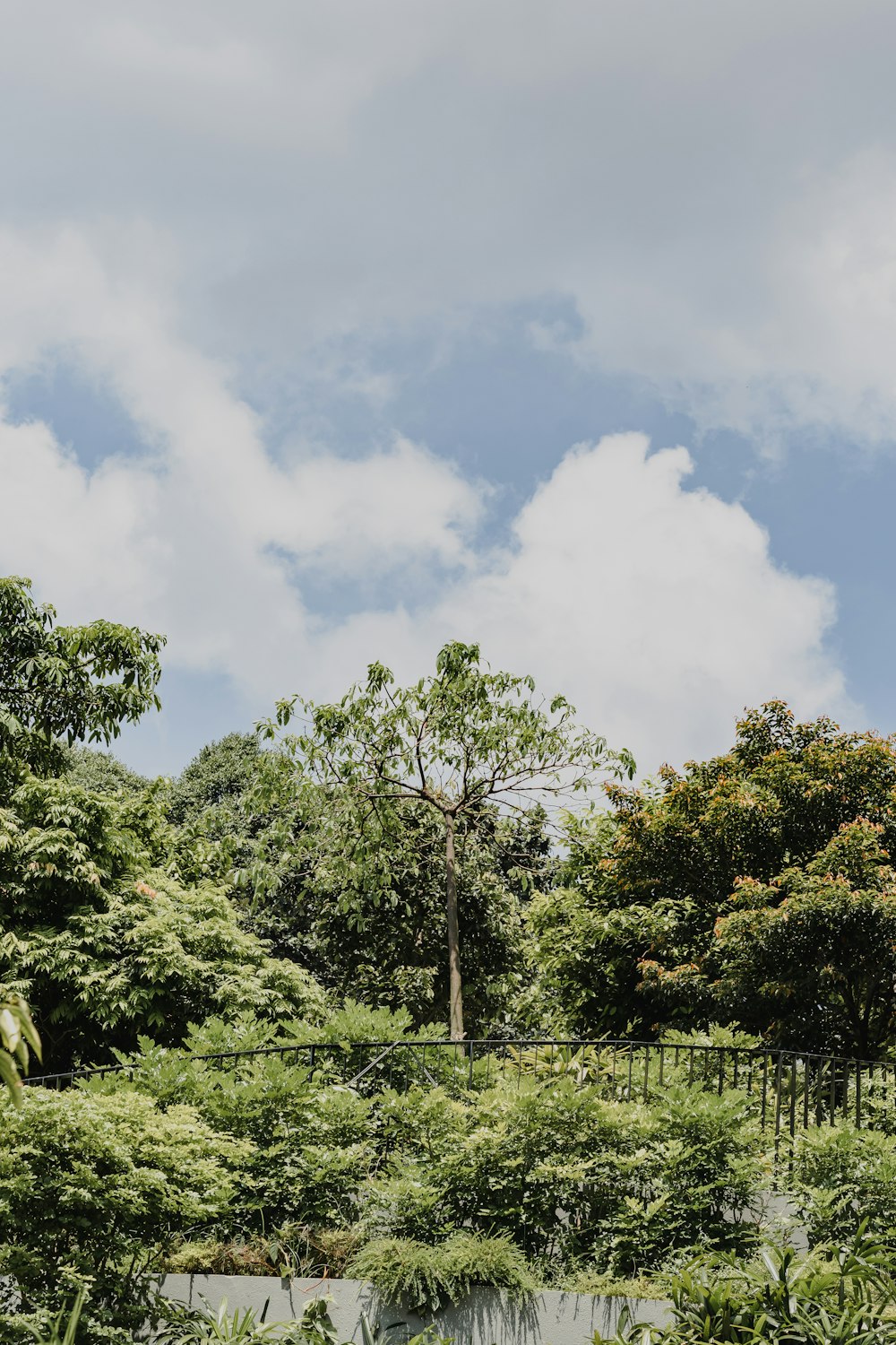 a large elephant standing in a lush green forest