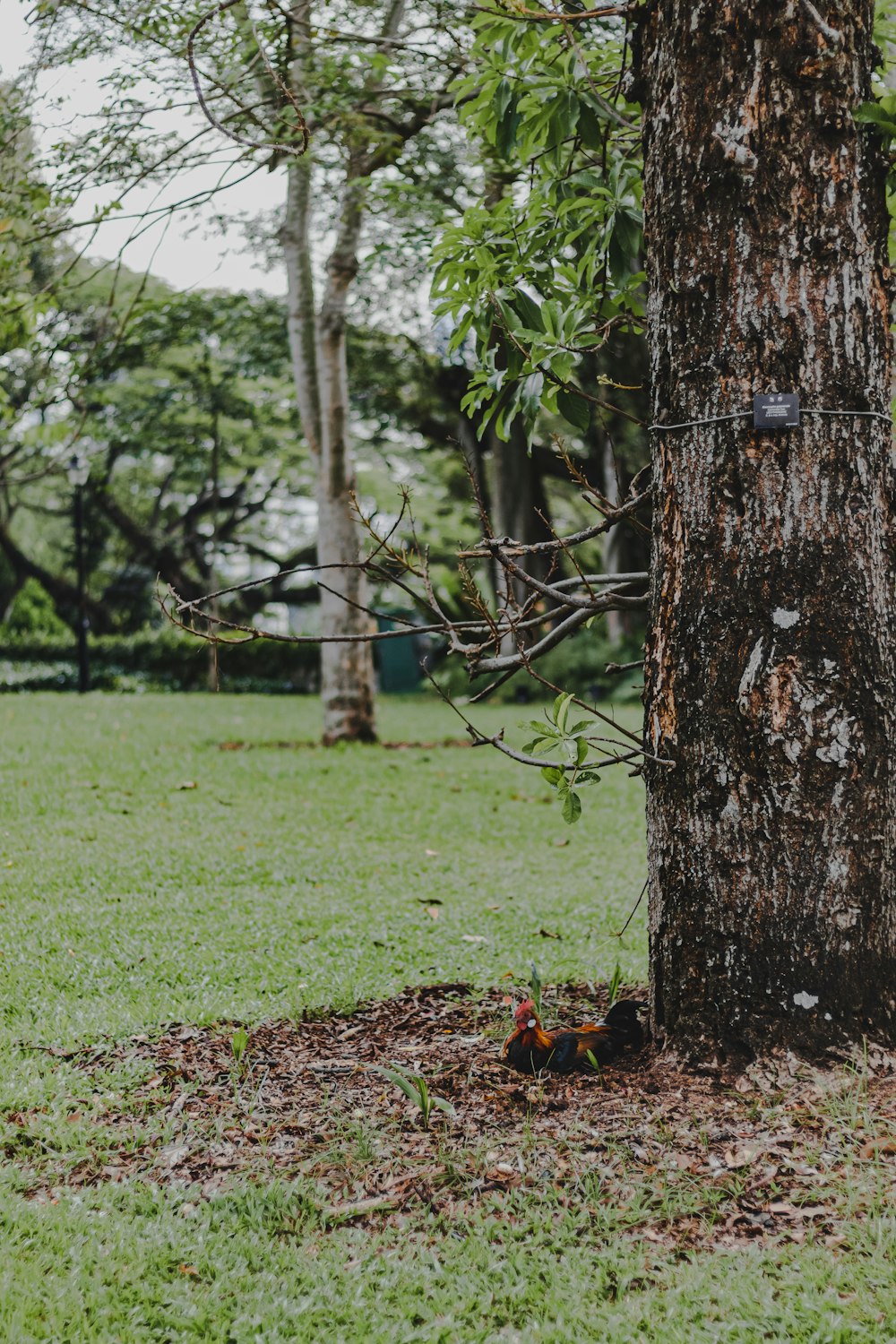 a tree that is standing in the grass