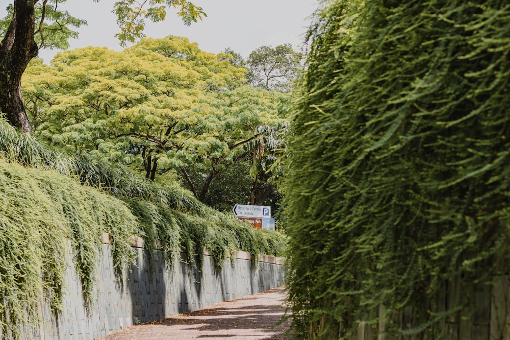 a street lined with trees and bushes next to a fence