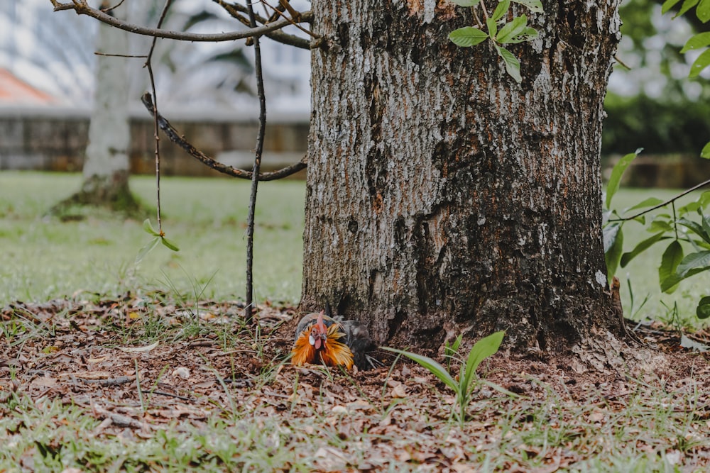a small orange and black bird sitting on the ground next to a tree