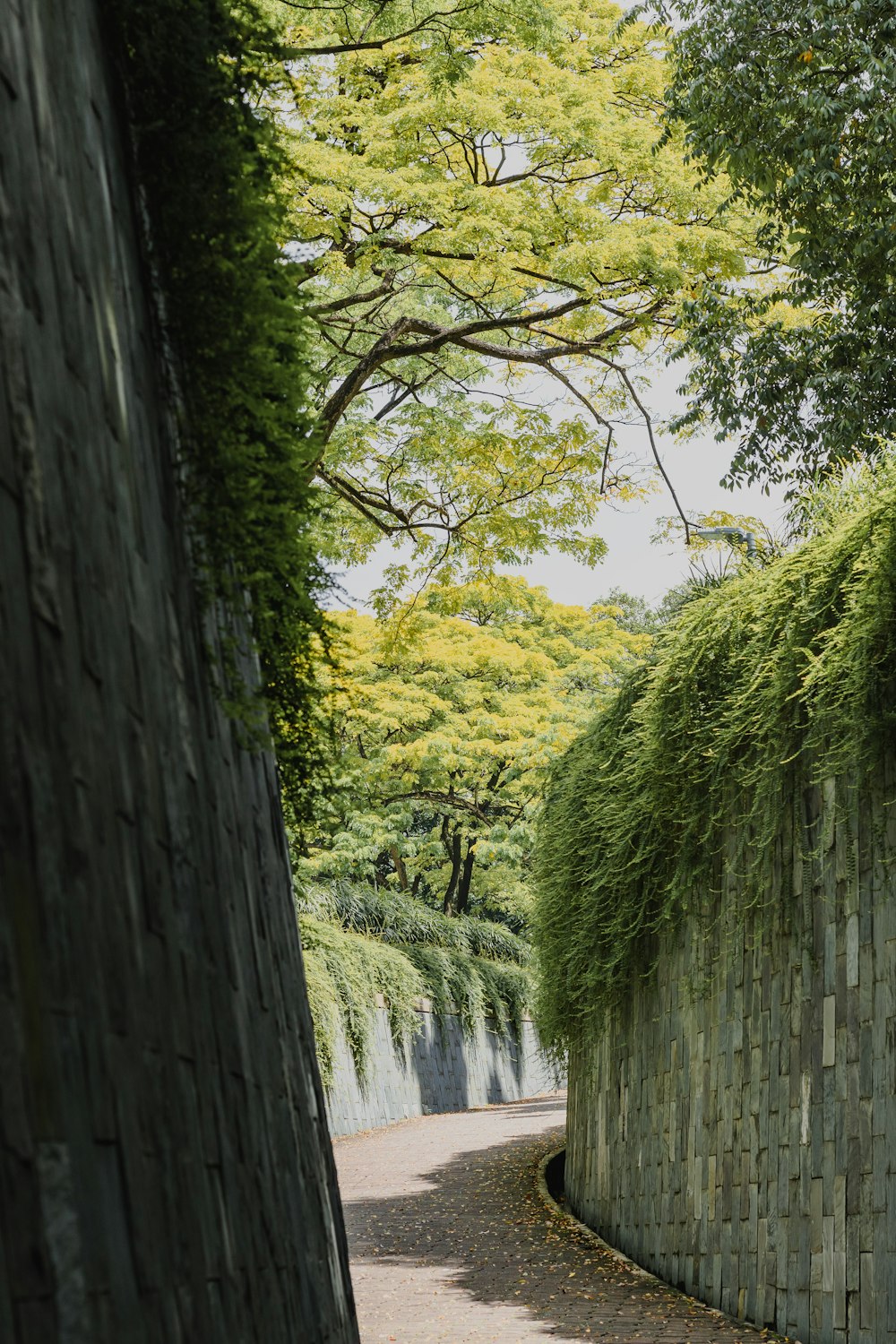 a stone wall with a tree growing over it