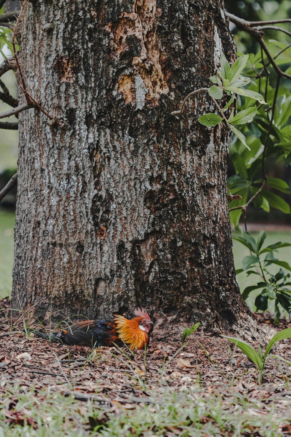 Un pájaro está parado en la hierba cerca de un árbol