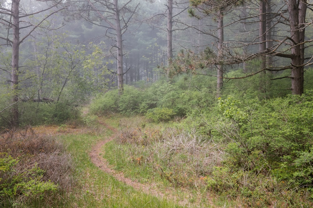 a trail in the middle of a forest on a foggy day
