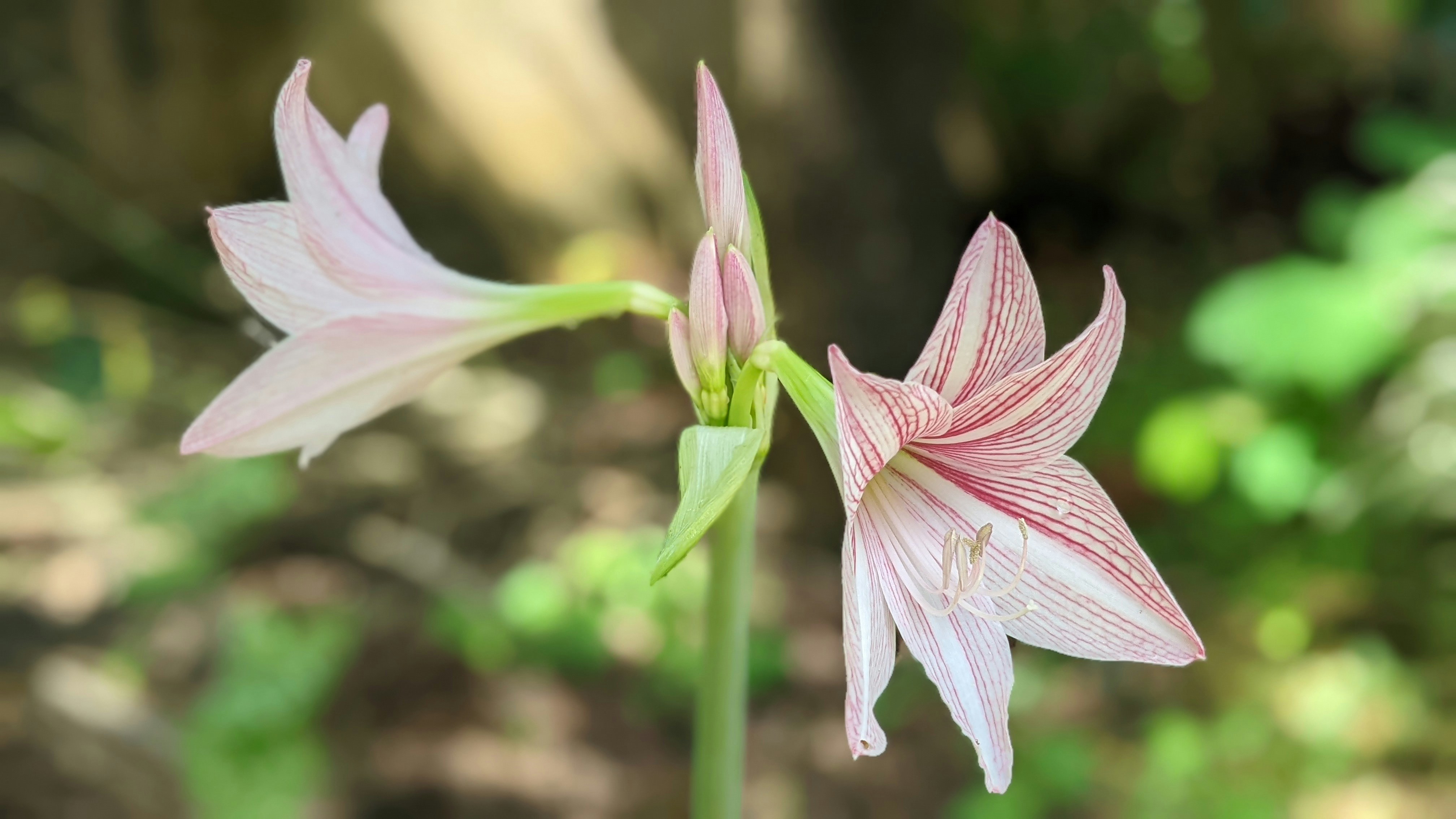 Гіпеаструм — Hippeastrum vittatum