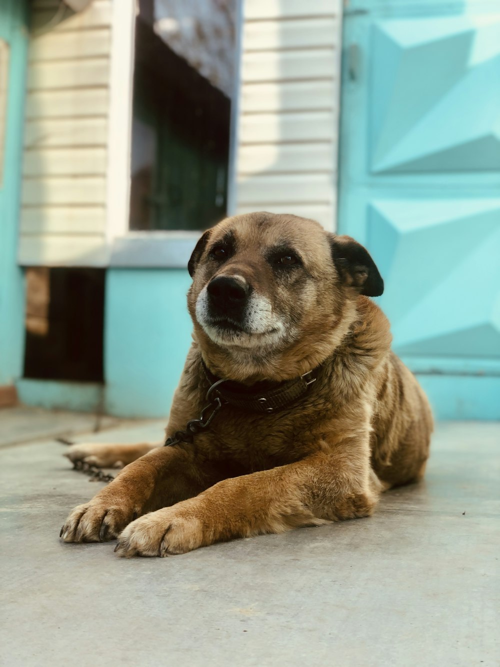 a large brown dog laying on top of a cement floor