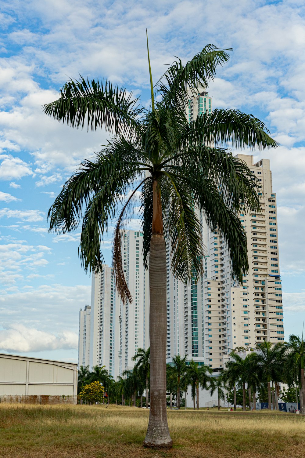 a tall palm tree sitting in front of a tall building