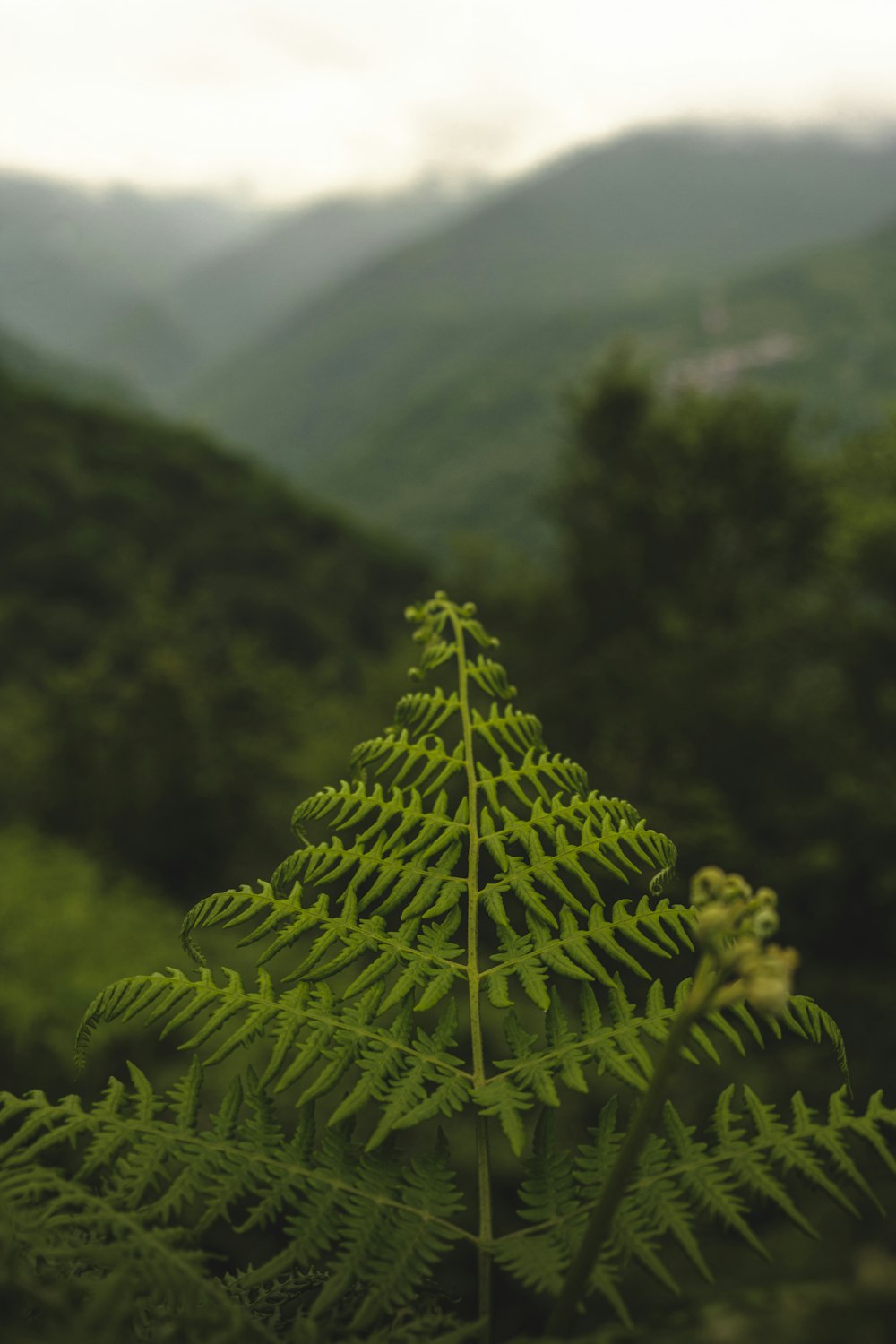 a fern tree in front of a mountain range