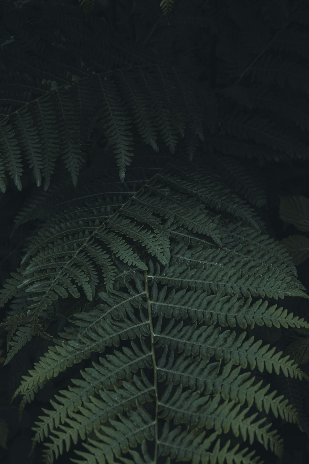 a close up of a plant with lots of leaves