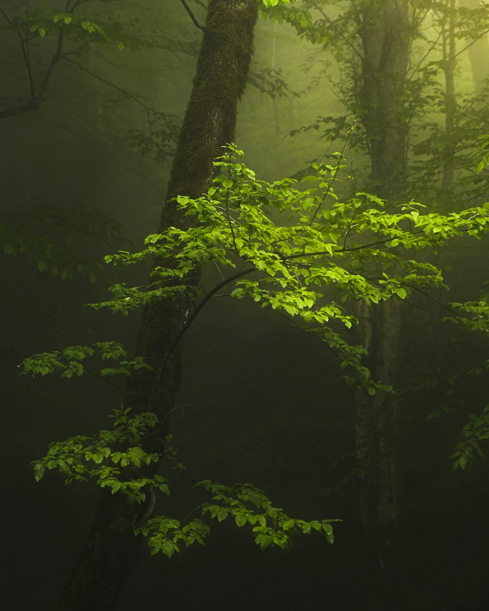 a green tree in the middle of a forest