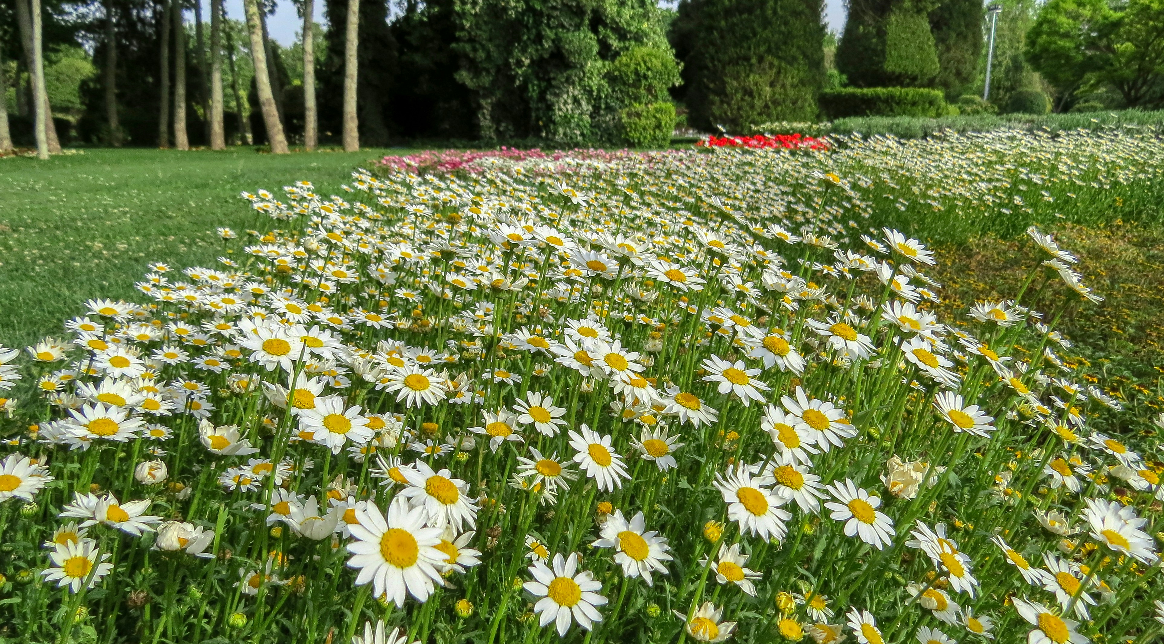 Marguerite