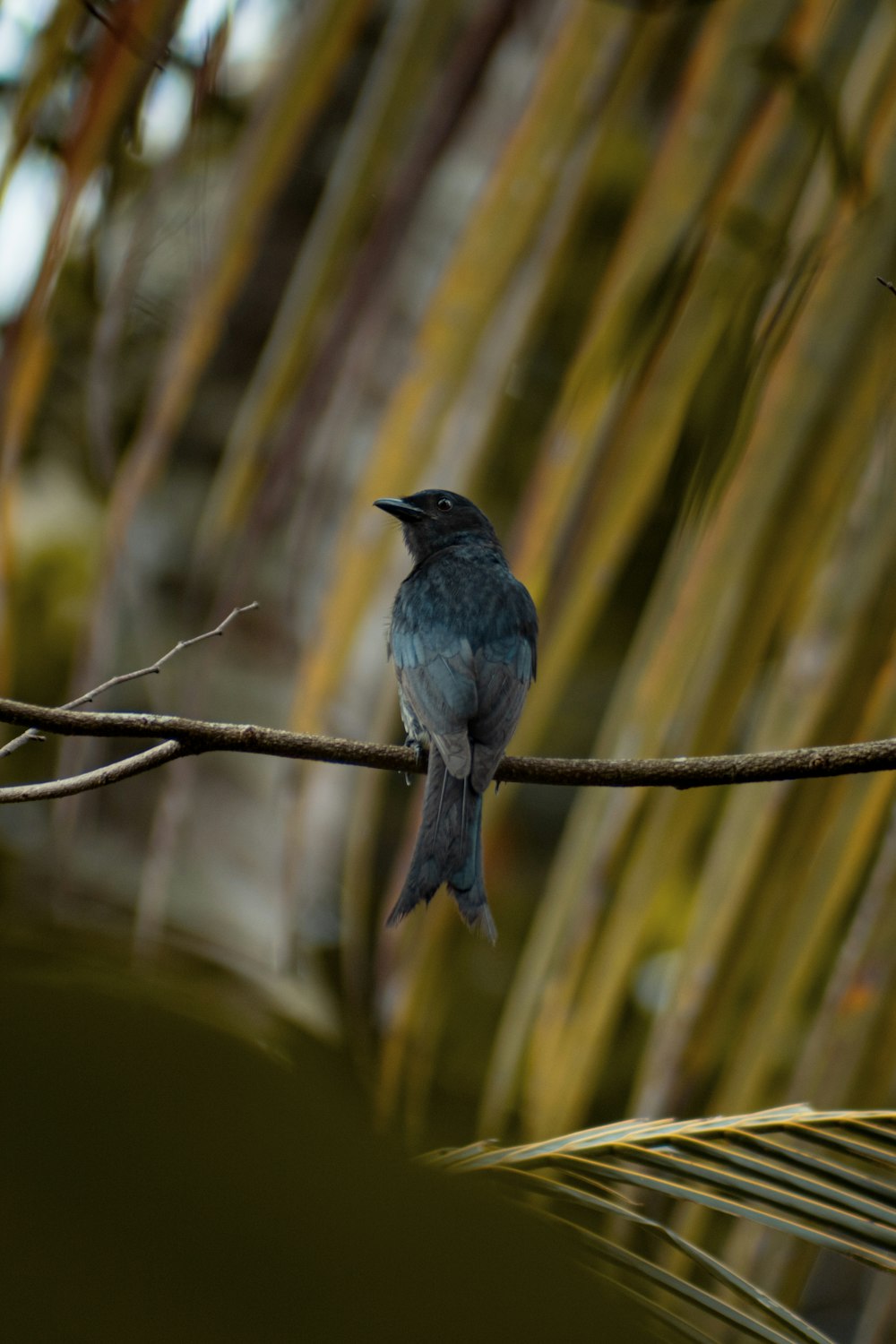 a small blue bird sitting on a tree branch