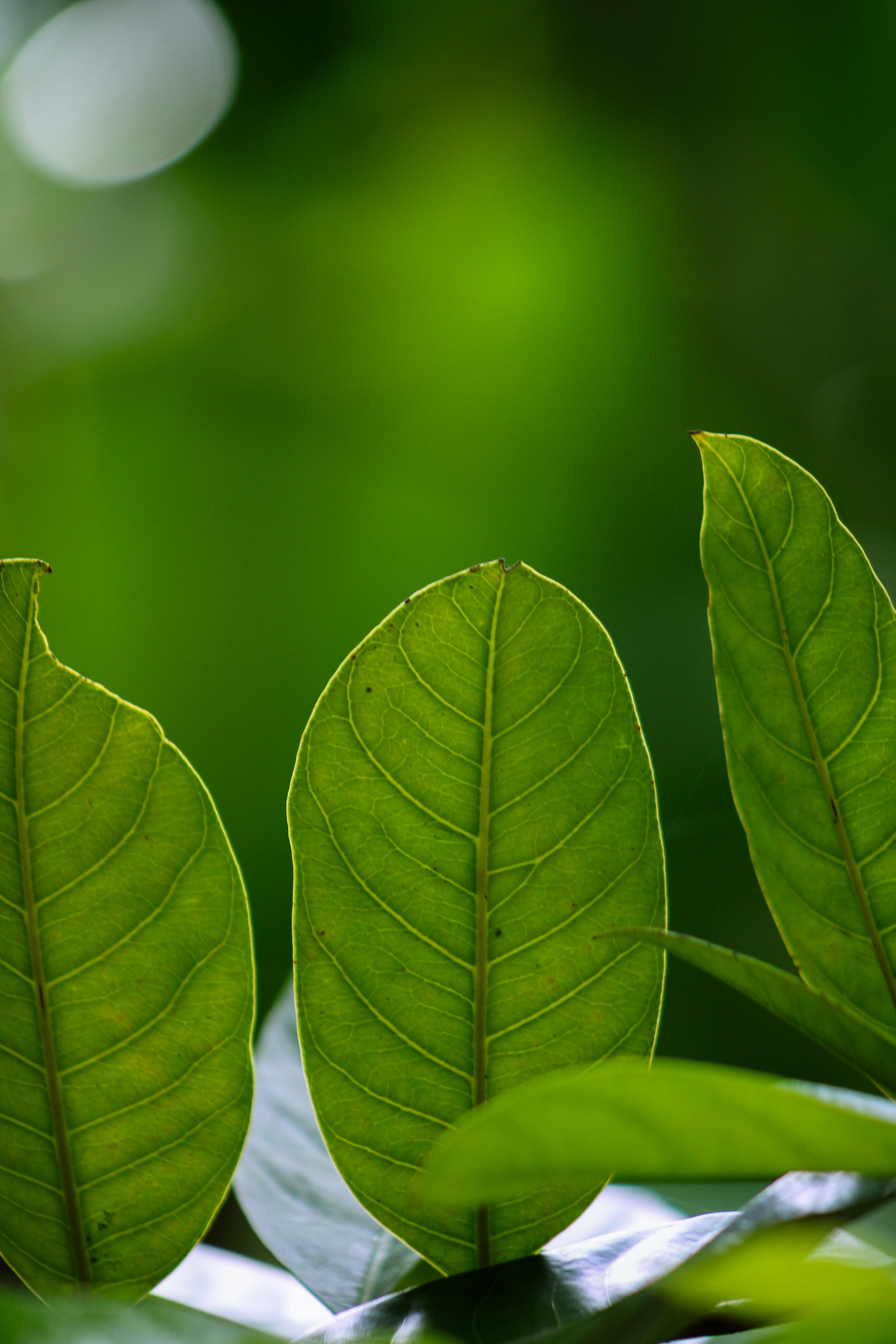 Photo by suleiman_46