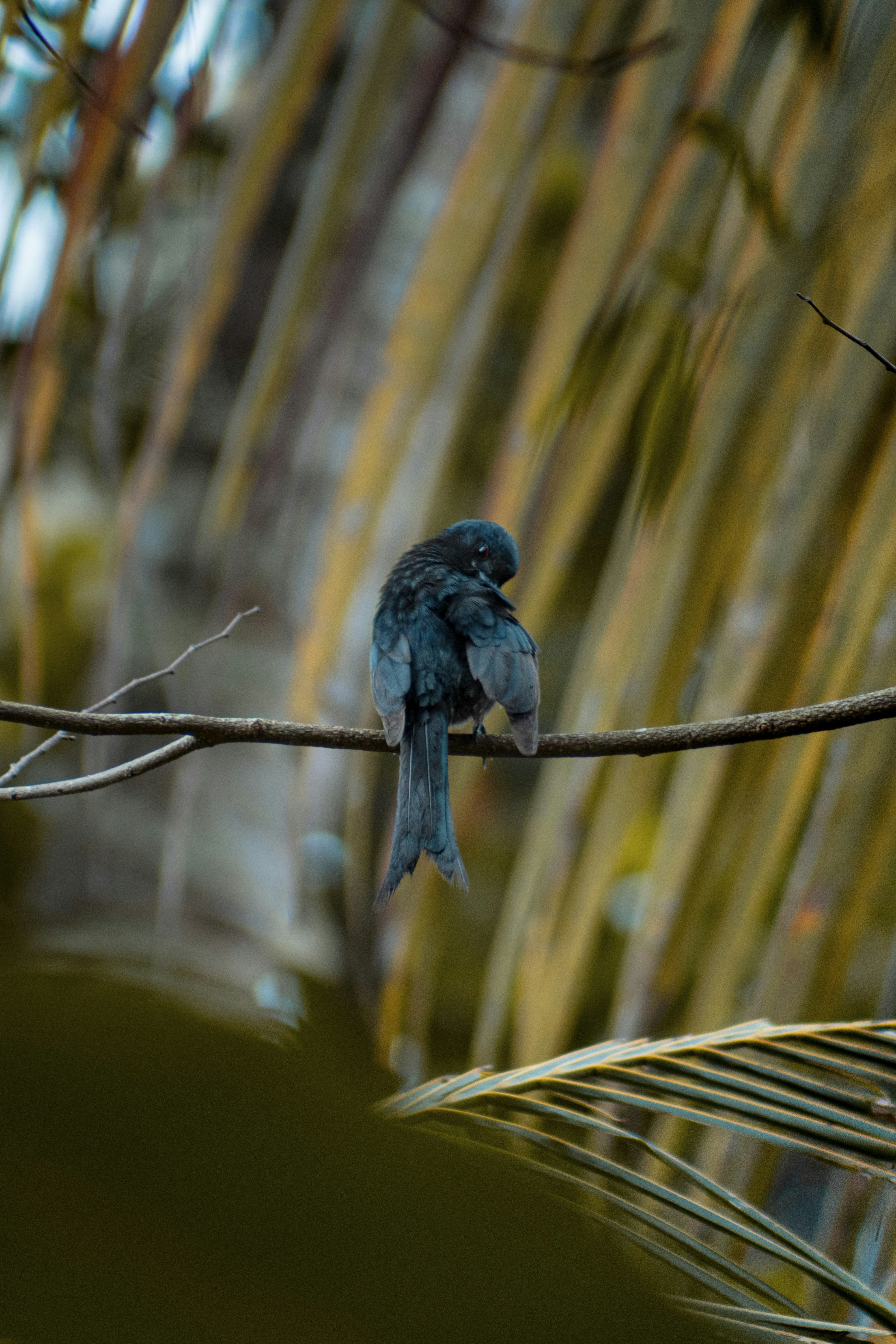 Foto Un pequeño pájaro azul sentado en la rama de un árbol – Imagen ...