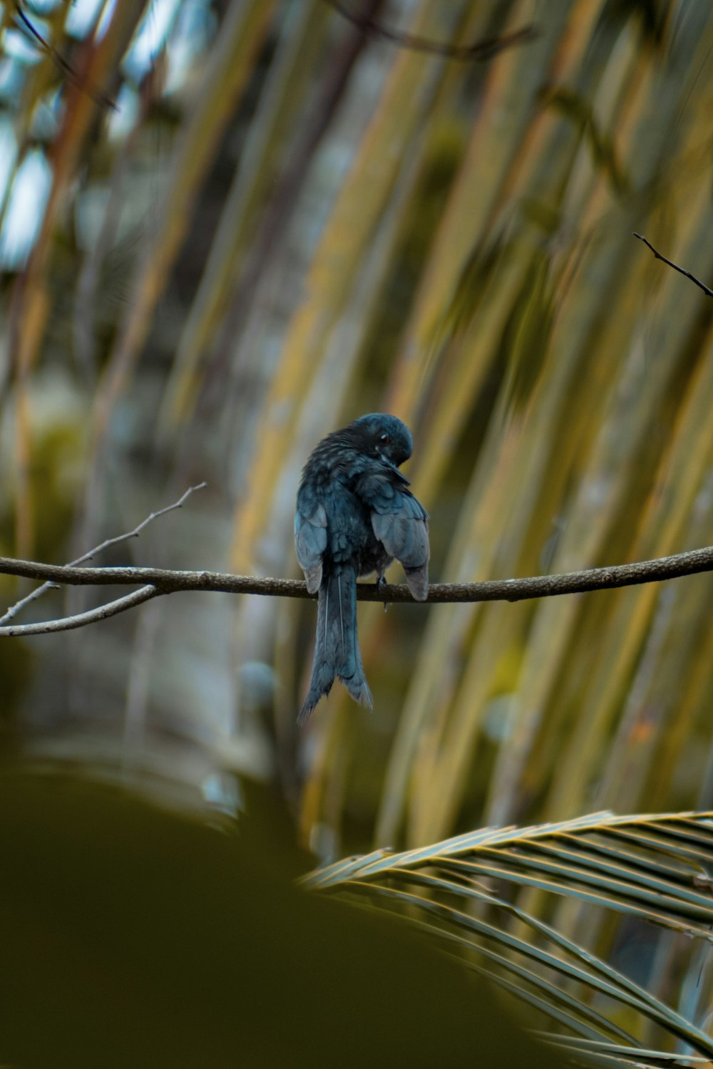 a small blue bird sitting on a tree branch