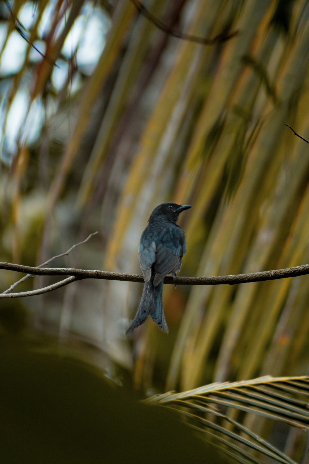 a bird sitting on a branch in front of a bamboo tree