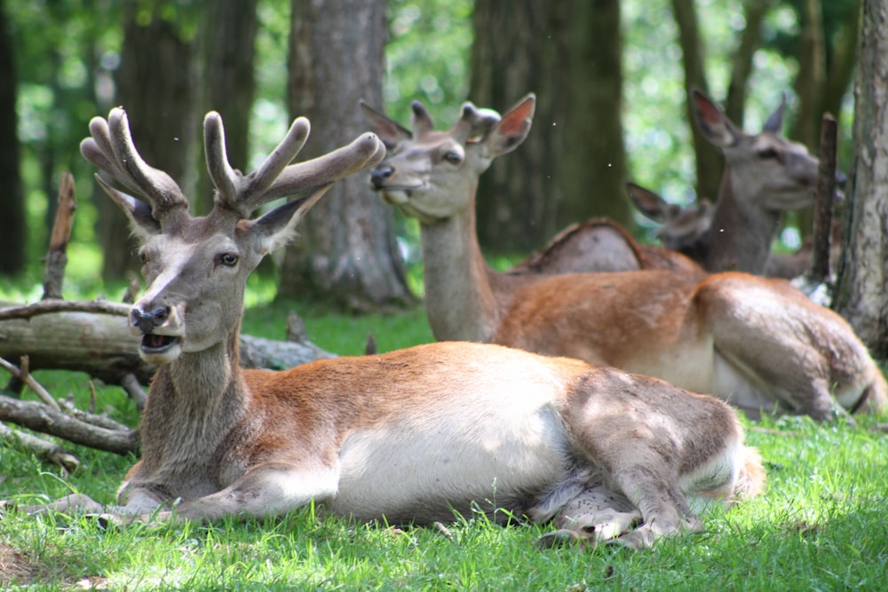 a herd of deer laying on top of a lush green field