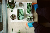 A cozy scene with a person wearing brick-patterned socks while tending to their carnivorous plants.