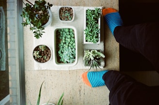 A cozy scene with a person wearing brick-patterned socks while tending to their carnivorous plants.