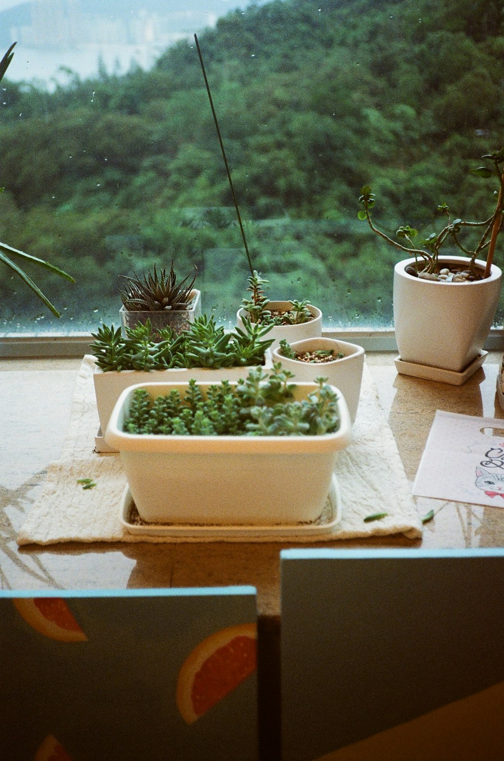 ein paar Pflanzen, die auf einem Tisch stehen