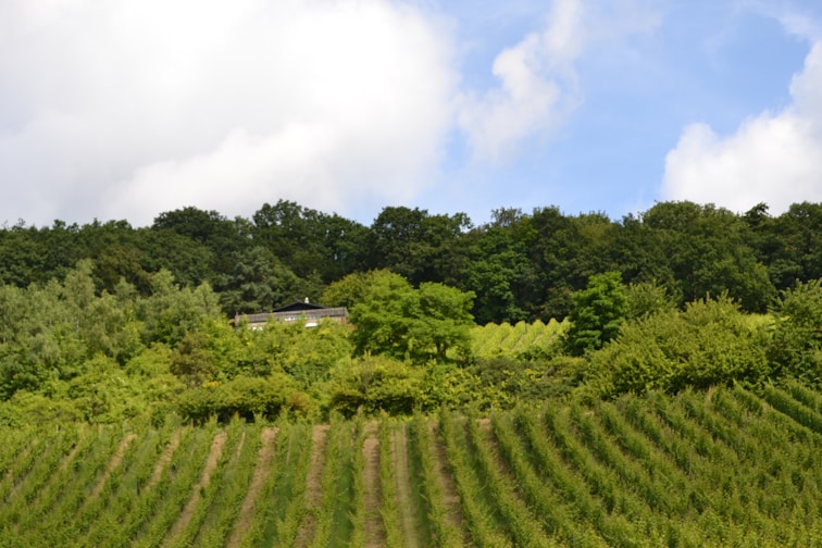 a lush green hillside covered in lots of trees