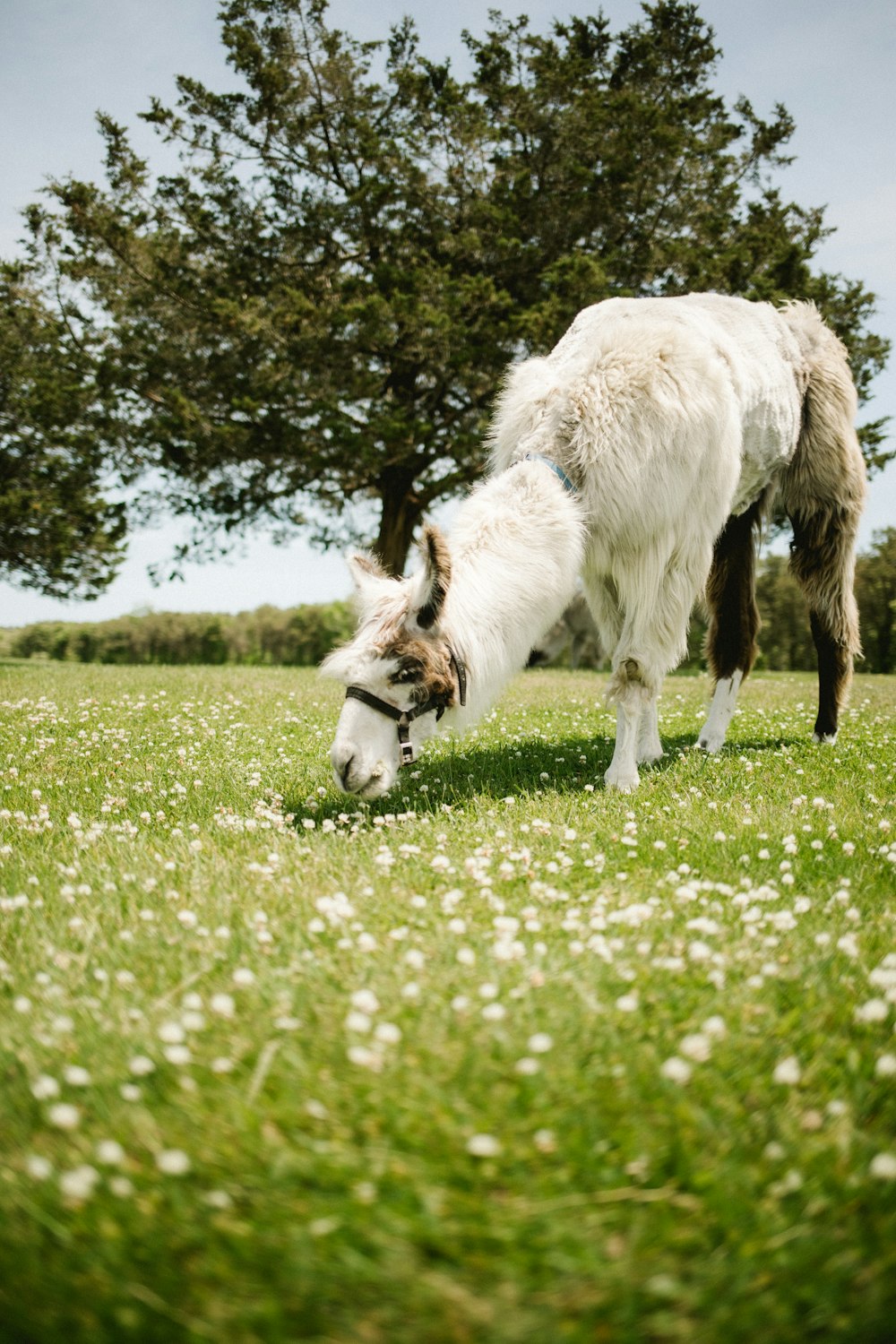 a goat grazing in a field with a tree in the background