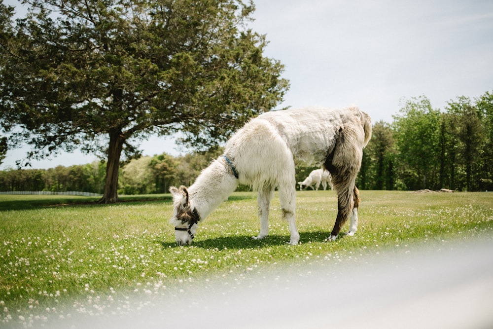 a white horse and a brown horse grazing in a field