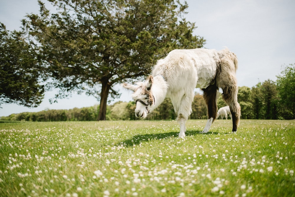 a large white dog standing on top of a lush green field