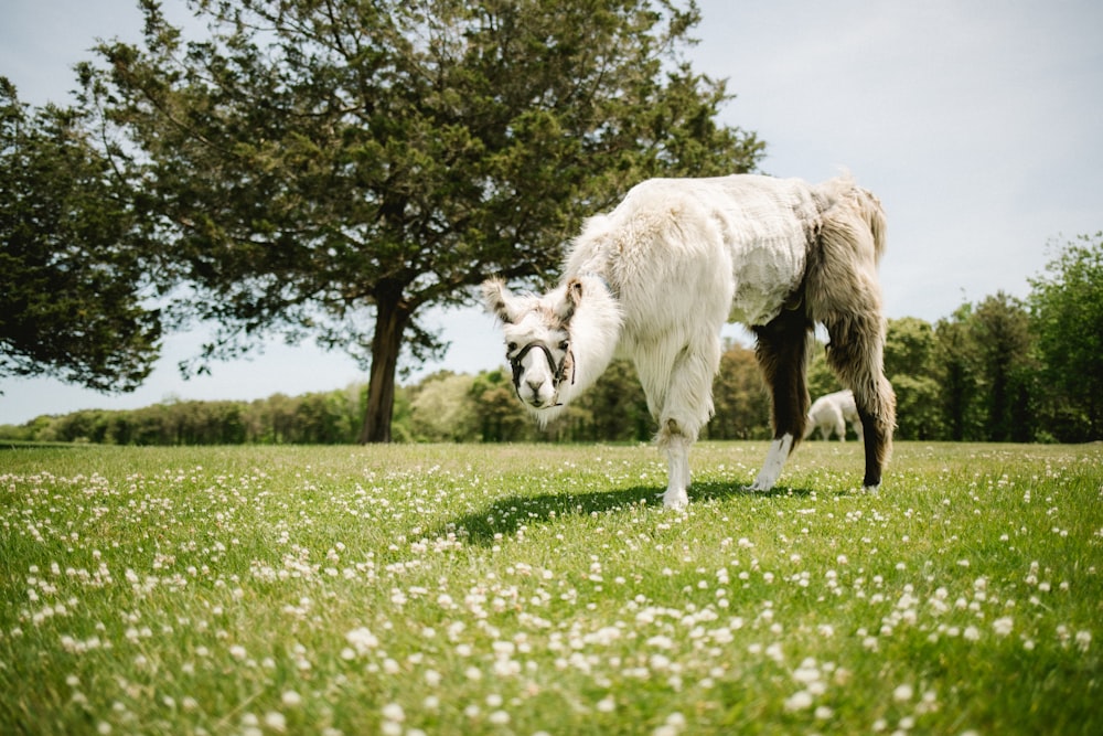 a large white dog standing on top of a lush green field