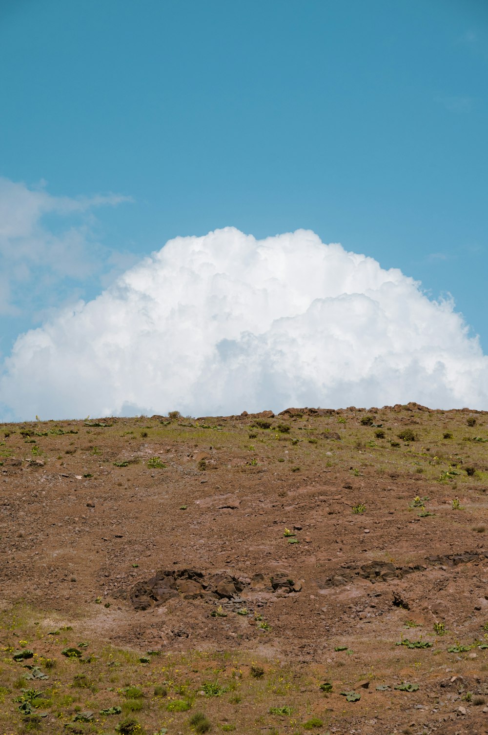 풀로 덮인 언덕 위에 서 있는 외로운 기린