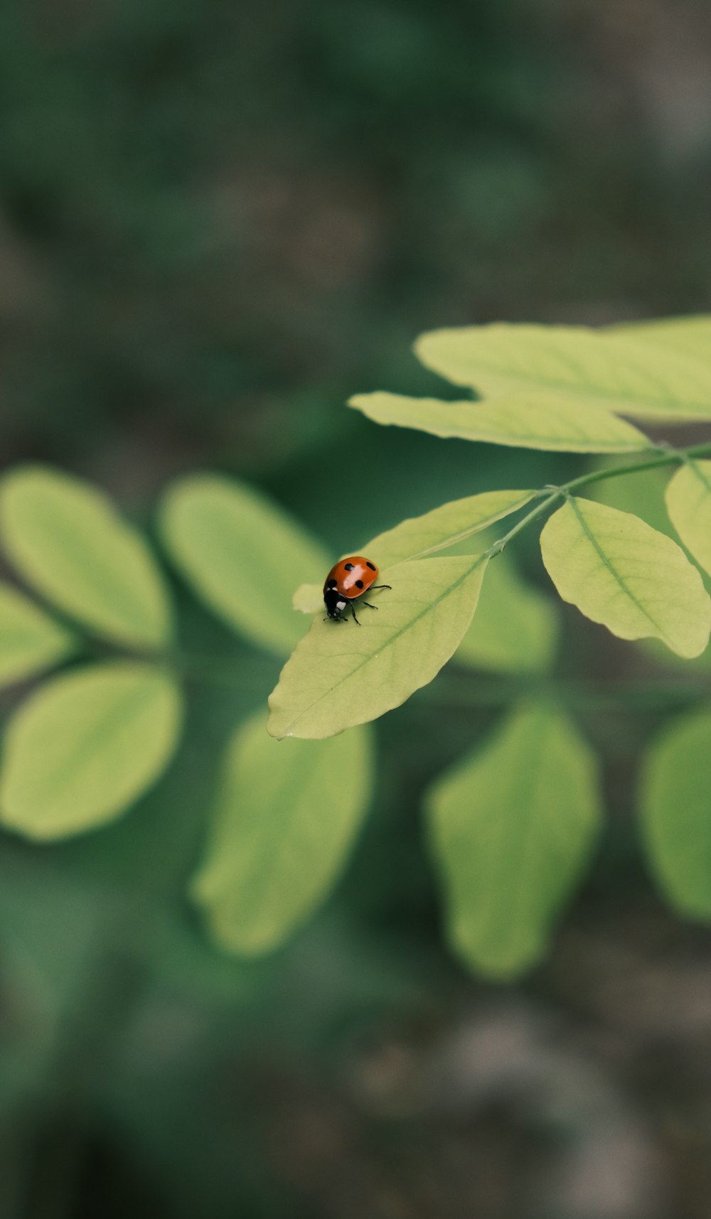 a lady bug sitting on top of a green leaf