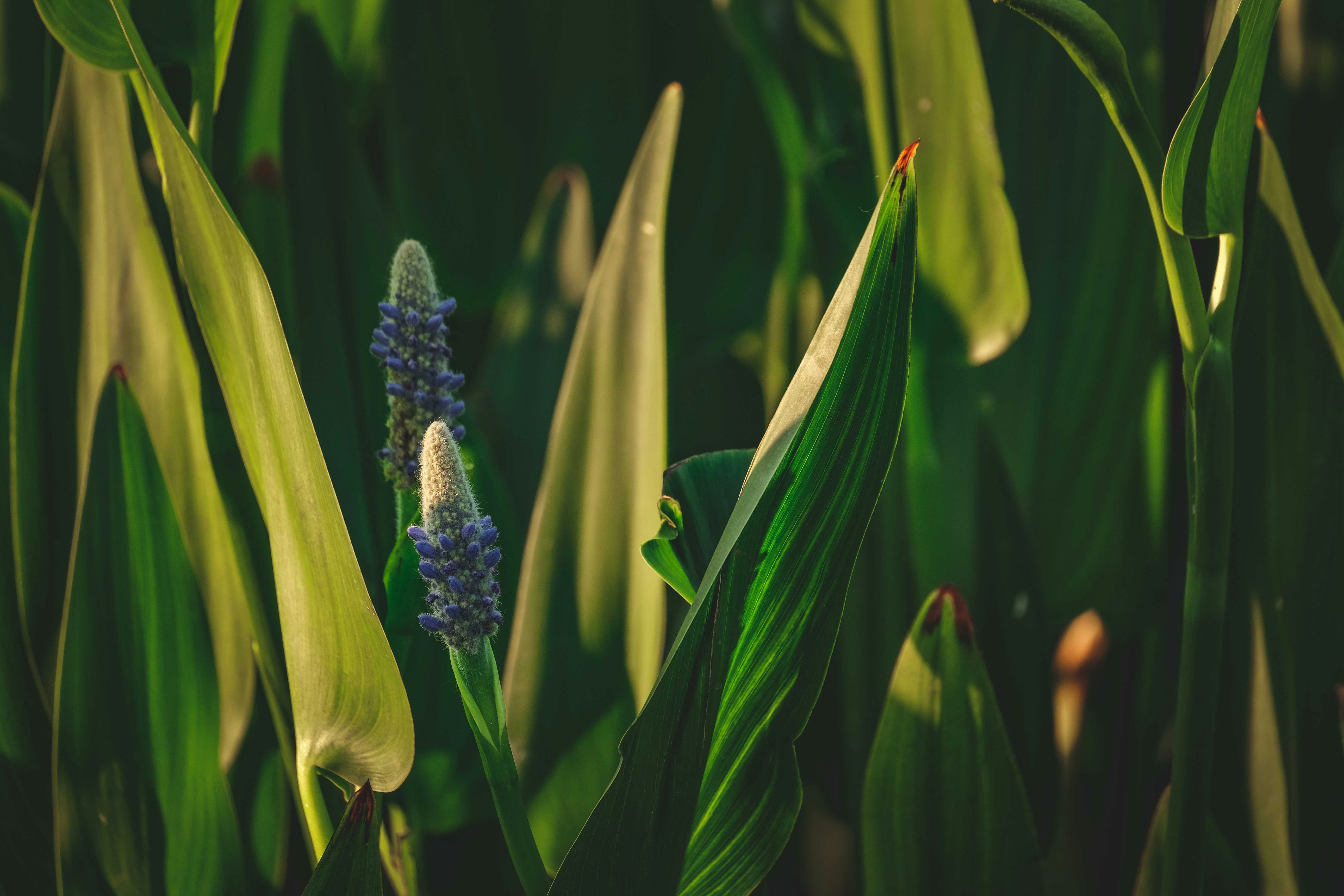 Photo by francesco_ungaro