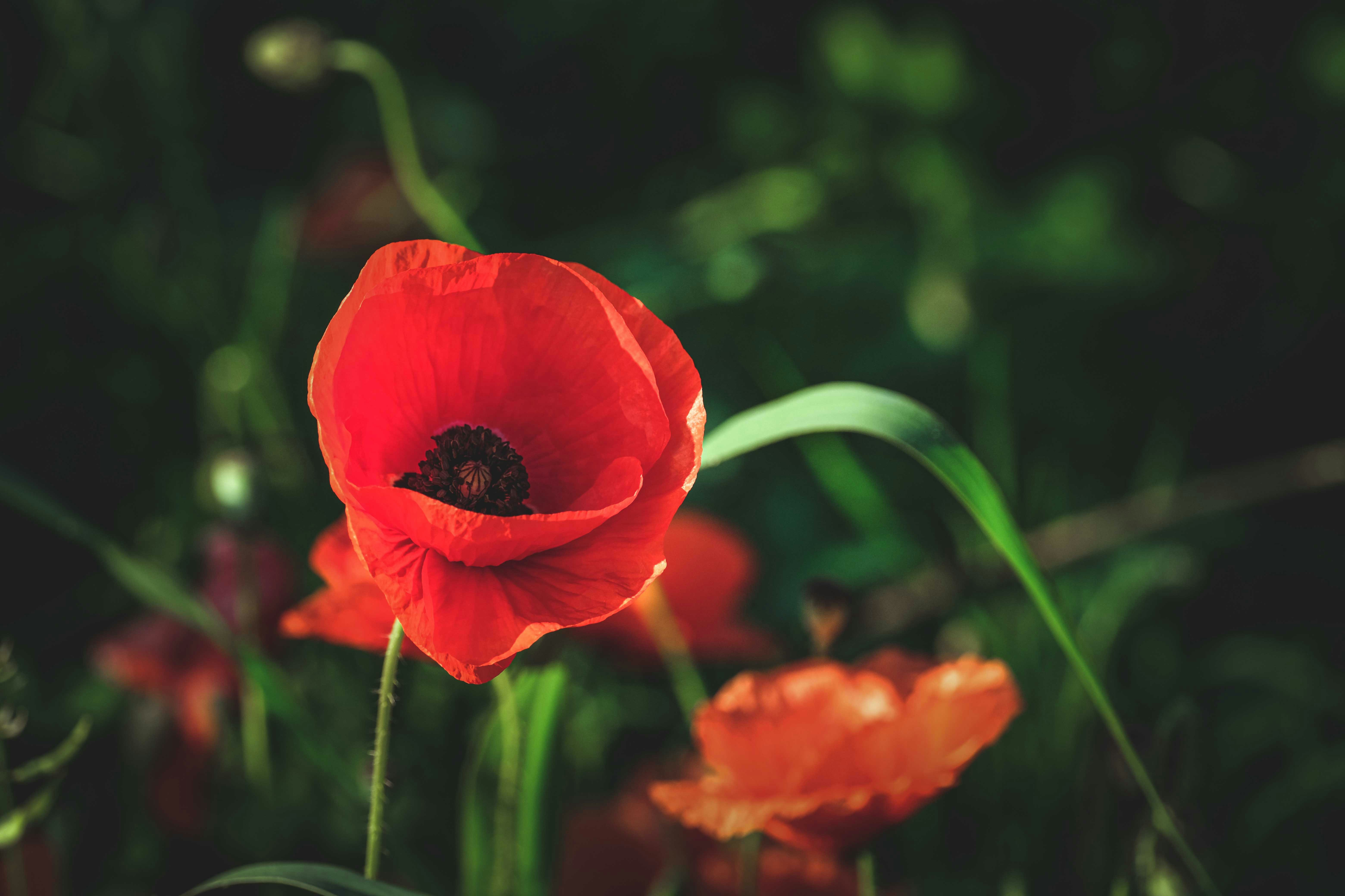 Photo by francesco_ungaro