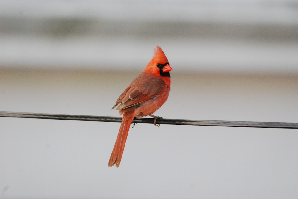 a bird sitting on a wire