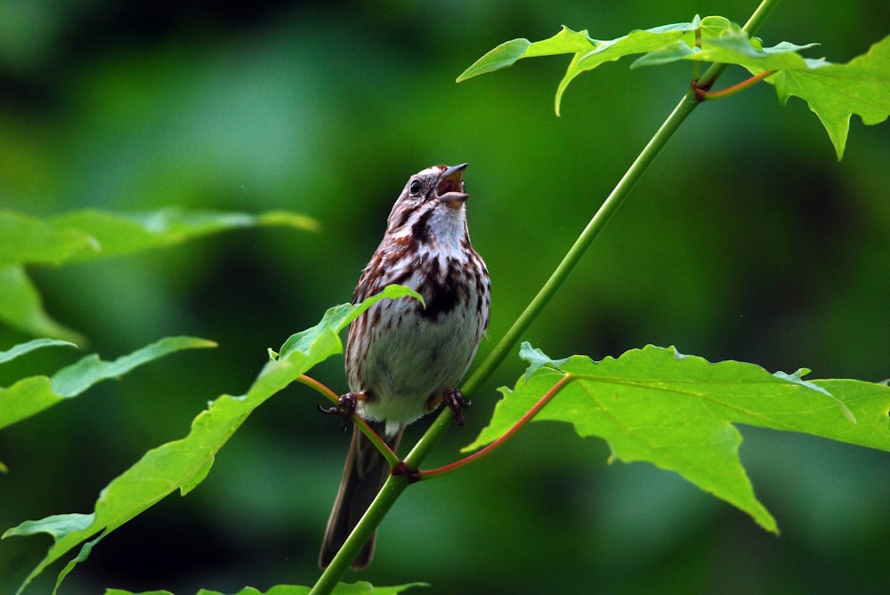 a bird sits on a branch