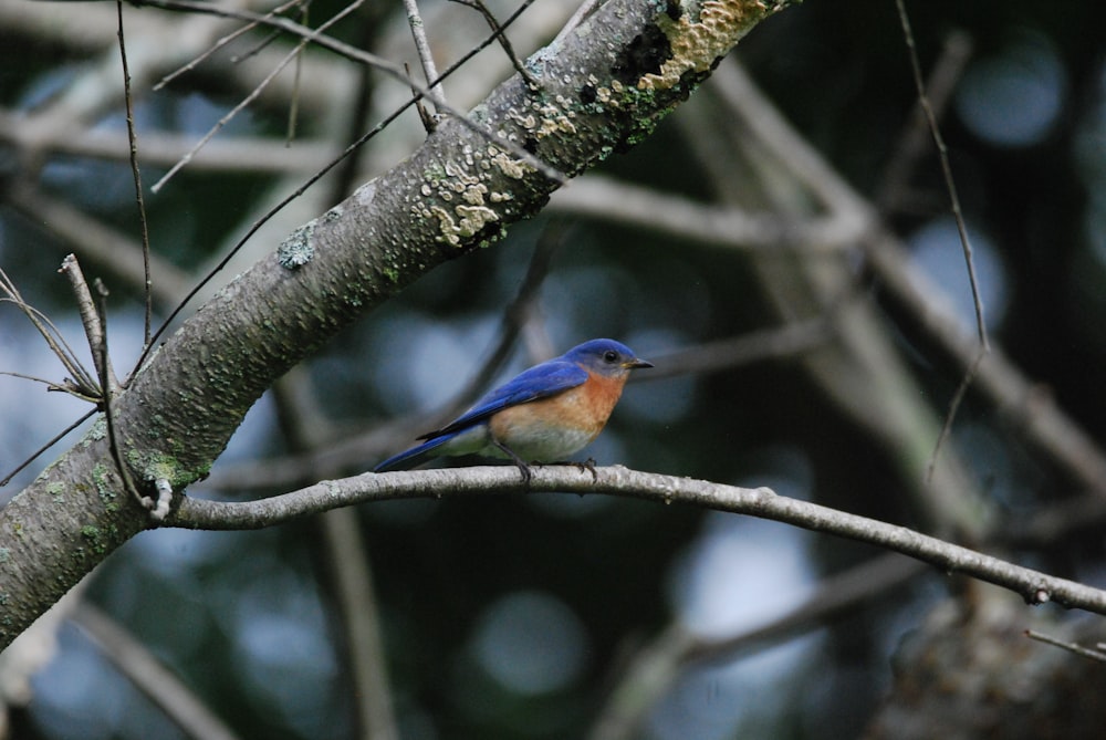 a bird sits on a branch