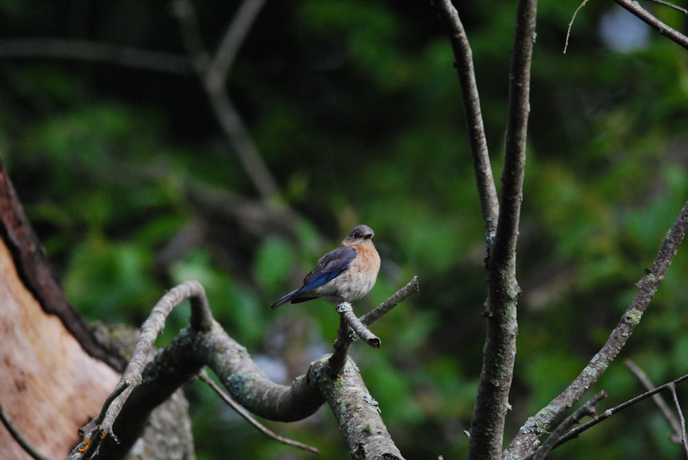 a bird sits on a branch