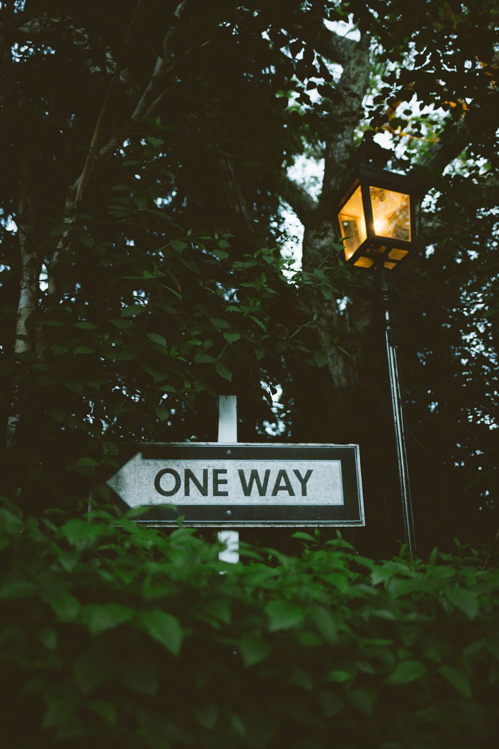 a one way sign in the middle of a forest