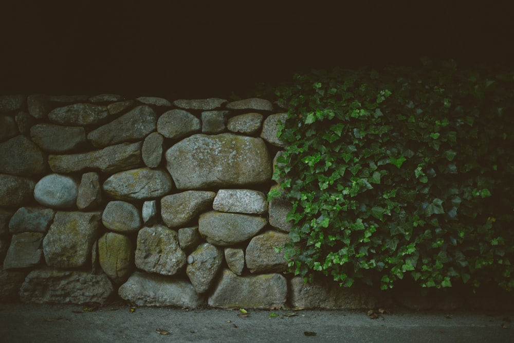a stone wall with a bush growing out of it