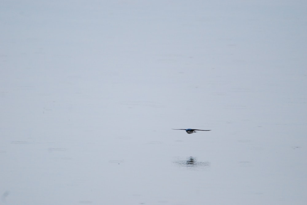 a bird flying in the sky