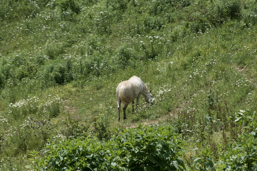 a white cow grazing on a lush green hillside