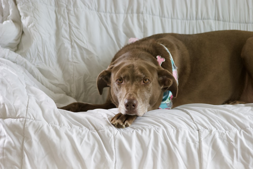 a large brown dog laying on top of a bed