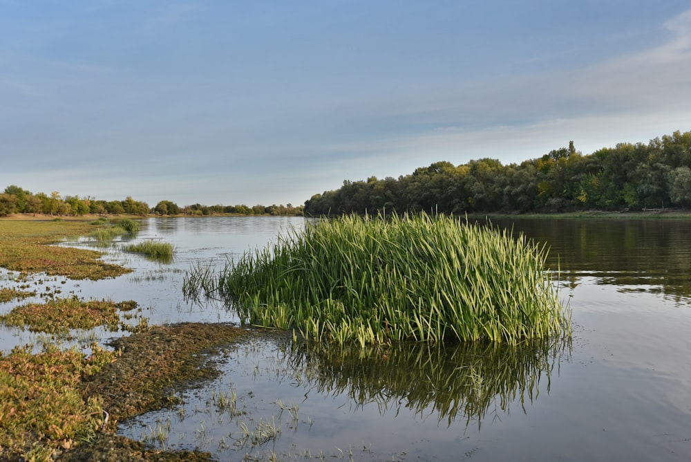 a body of water surrounded by grass and trees