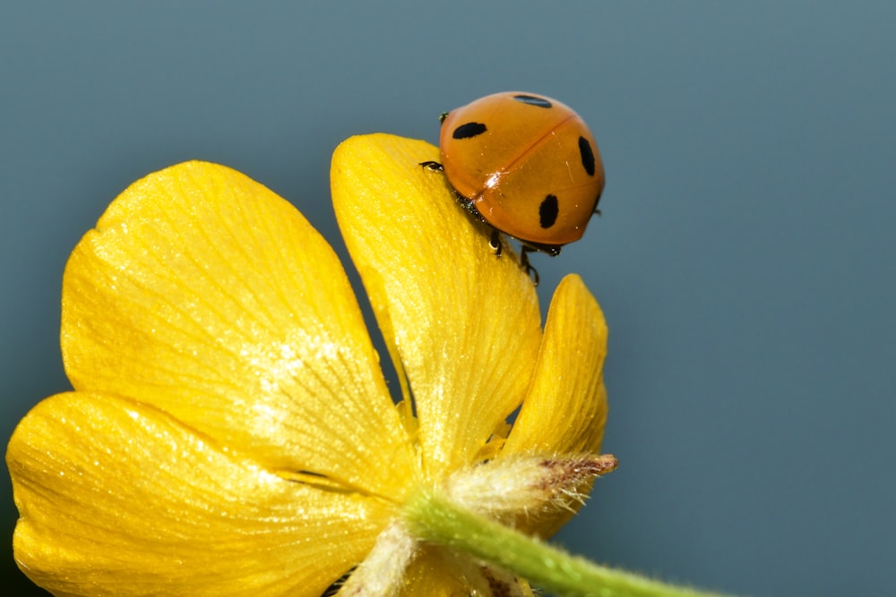 a lady bug sitting on top of a yellow flower
