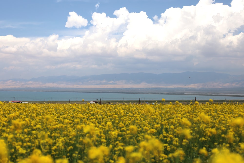 a large field of yellow flowers with a body of water in the background