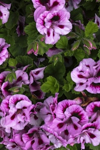 Spring Bloom