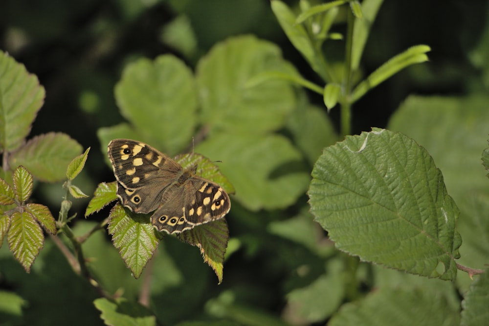 a butterfly sitting on a green leafy plant