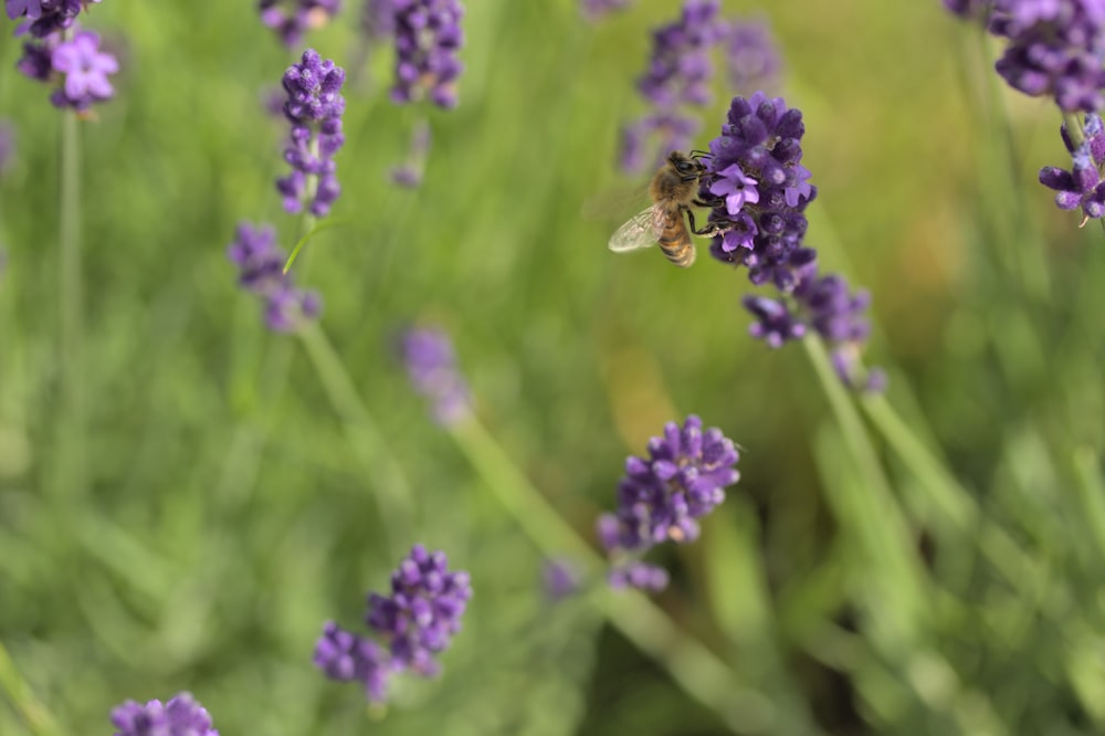 a bee flying over a bunch of lavender flowers