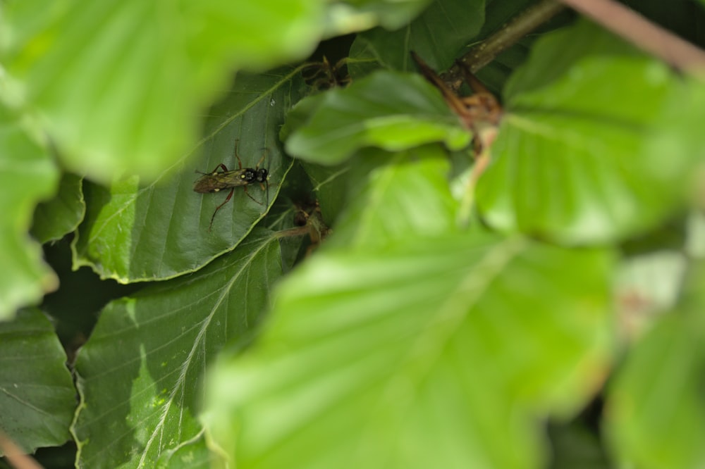 a spider crawling on a green leafy plant