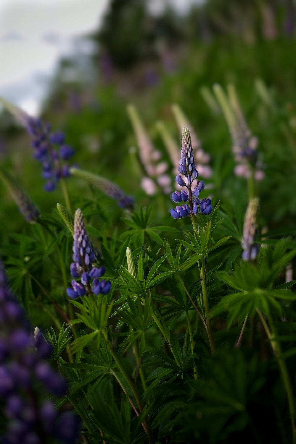 a bunch of purple flowers that are in the grass