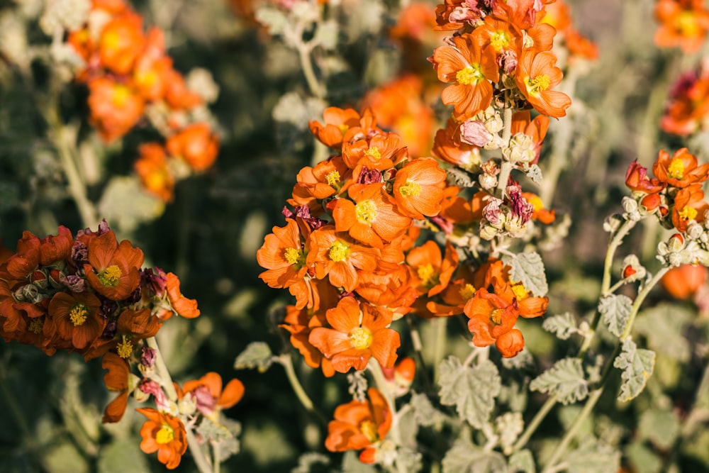 a bunch of orange flowers in a field